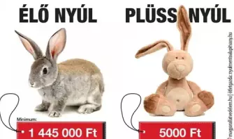 Élő nyúl húsvétra? Gondold át még egyszer!